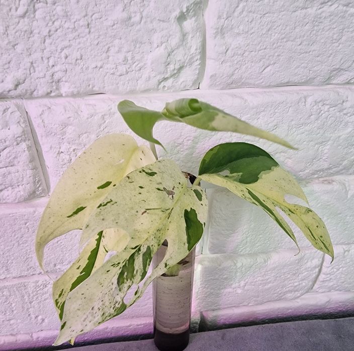 Epipremnum pinnatum marble/ duży format liści/ szczyt