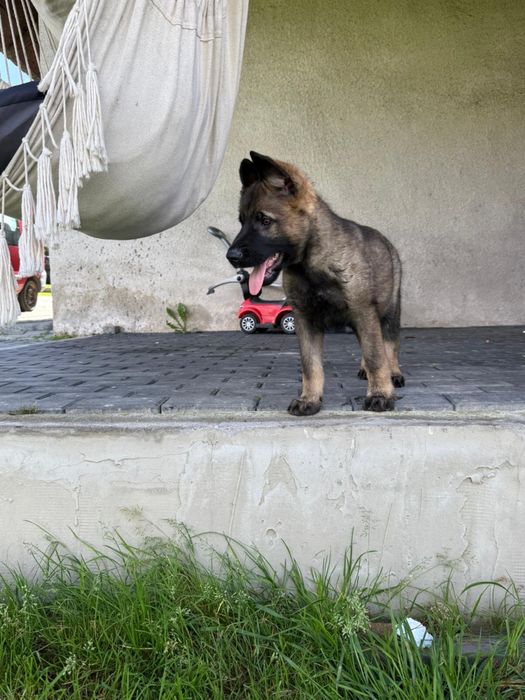 Owczarek niemiecki linia użytkowa