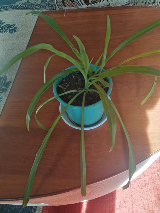 Хлорофитум кімнатна рослина