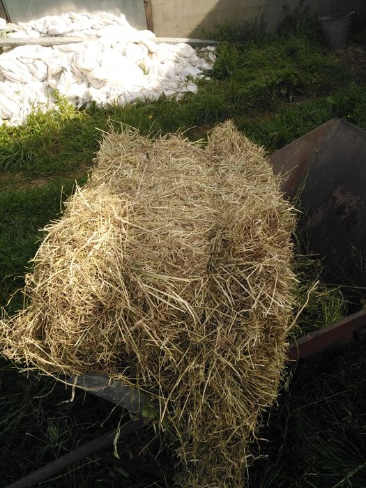 Siano w kostce z tego roku