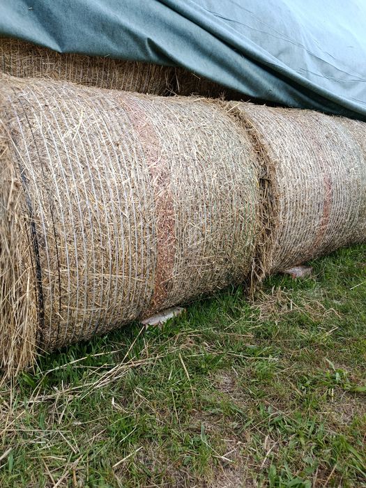 Słoma pszenna i żytnia