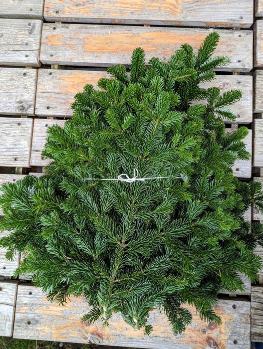 Gałązki jodły na wianki, stroiki, dekoracje świąteczne 60 sztuk