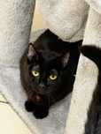 Lilith - czarna, 8-miesięczna kotka do adopcji!
