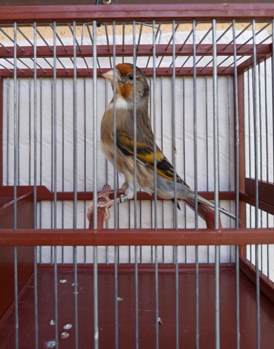 Travessos/ híbridos para cedência em Matosinhos/ Porto.