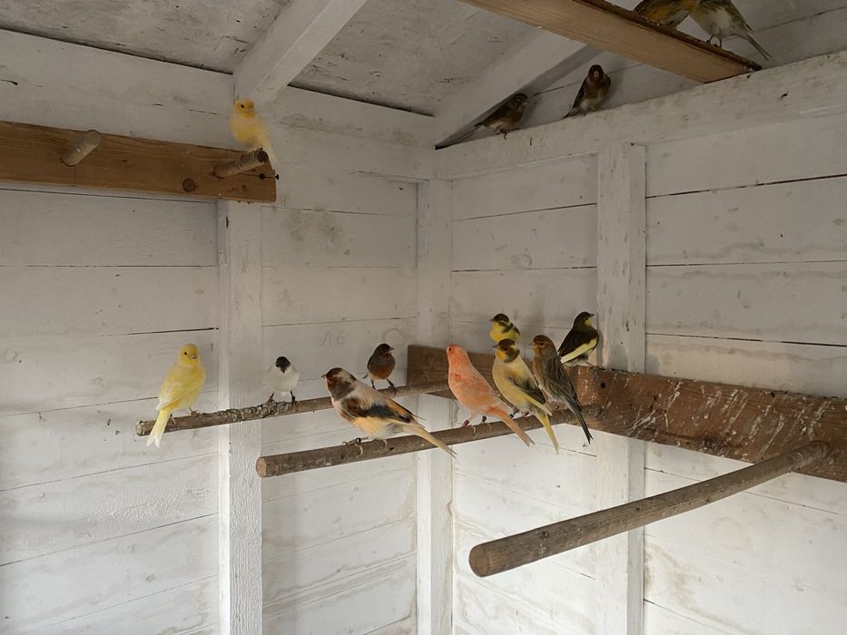 Kanarki samce samice