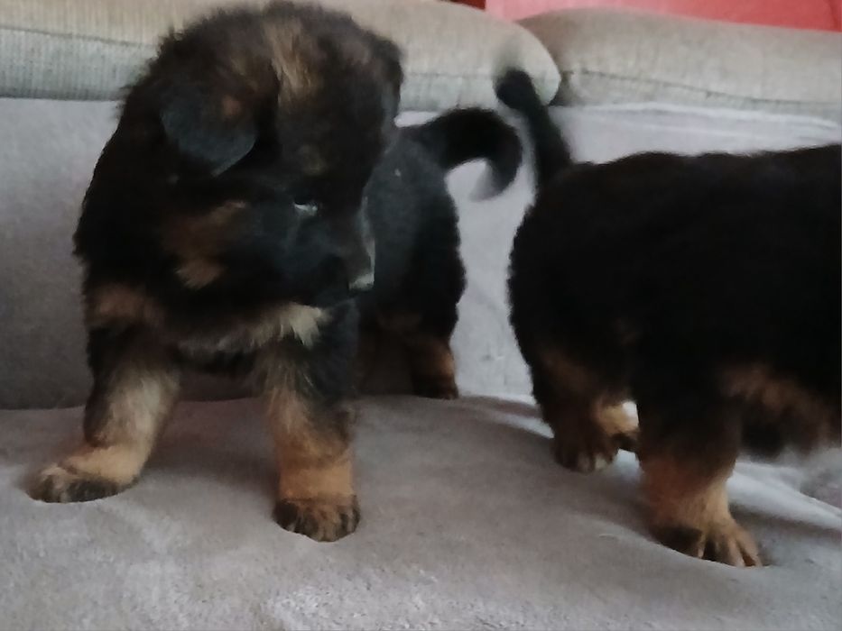 Owczarek Niemiecki Busko -Zdrój Szczeniak