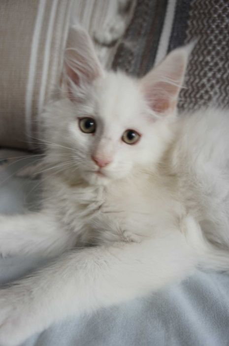 Maine Coon -ds12 -szynszyla - najchętniej do hodowli