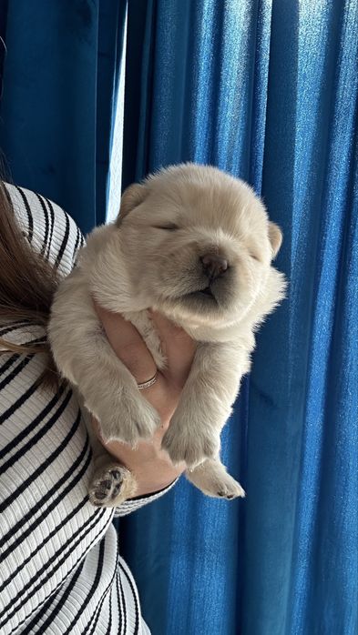 Chow chow, suczka, podkrpacie