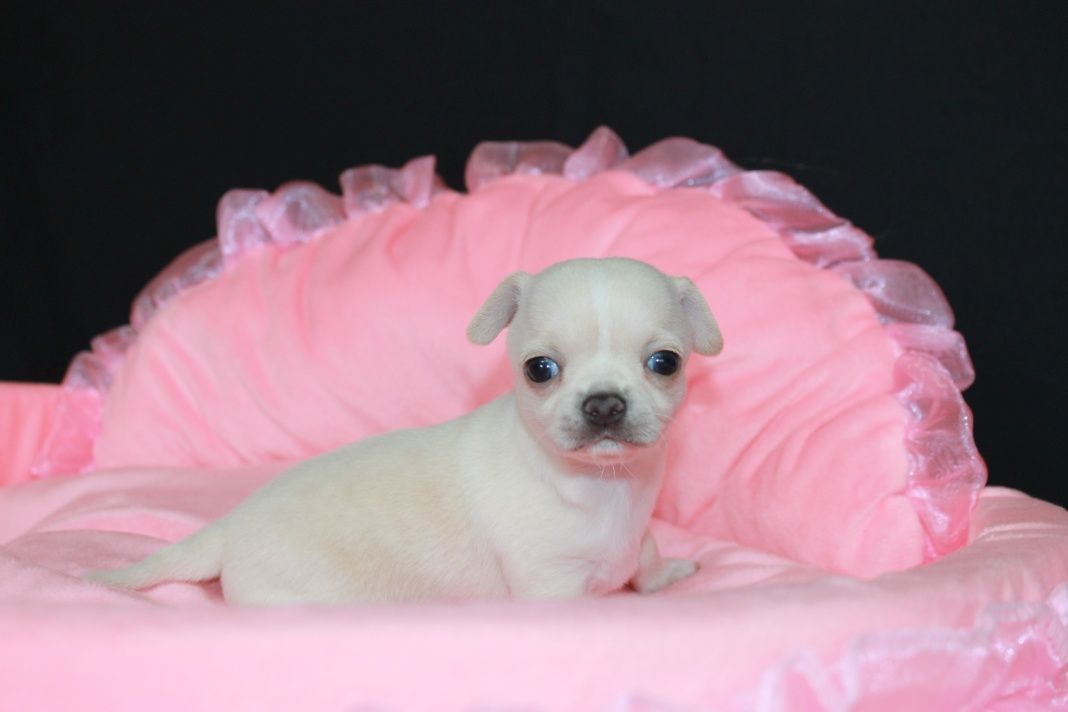 ZAREZERWOWANY! Chihuahua krótkowłosy biały chłopiec ZKwP FCI