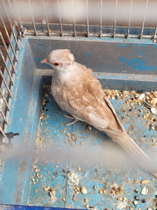 Papugi faliste faliste