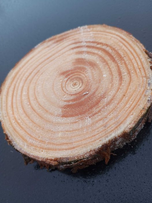 Plaster sosnowy krążek 10-15 cm gr 2cm