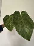 Philodendron giganteum variegated - Filodendron giganteum wariegata