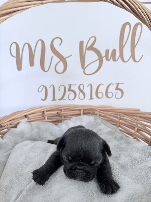 Buldogue Frances Menina