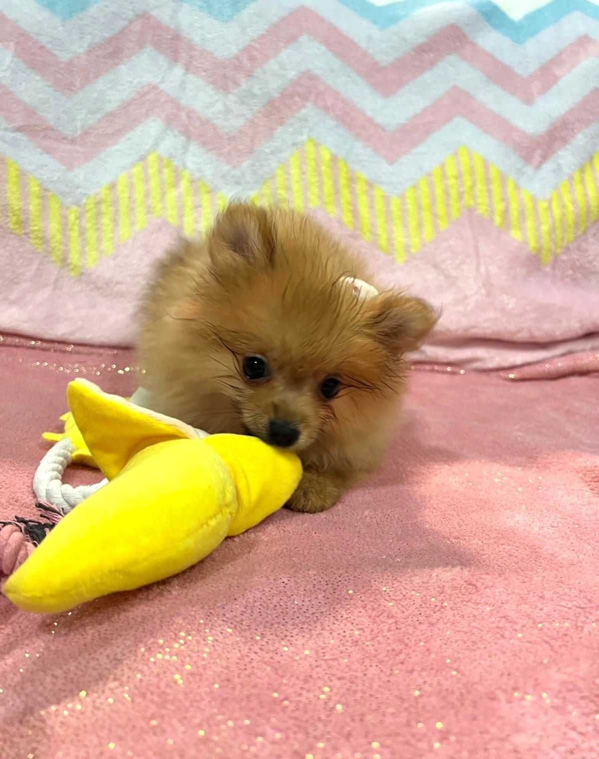 Lulu da Pomerânia menina Mini com Lop e Afixo