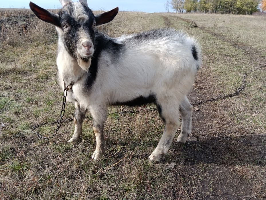 Продам козла осеменителя