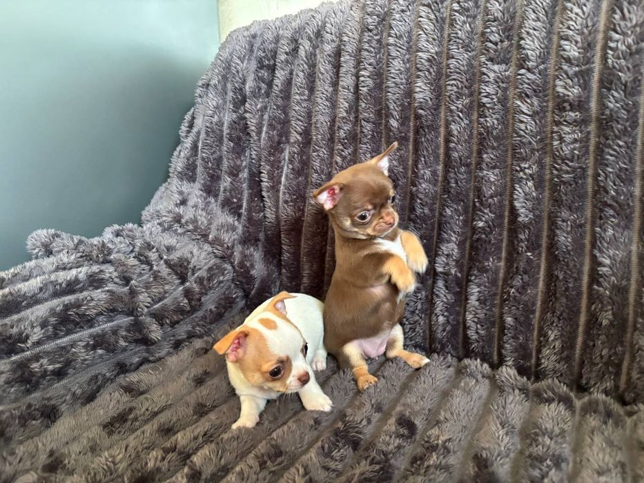 Чудові малюки чихуахуа