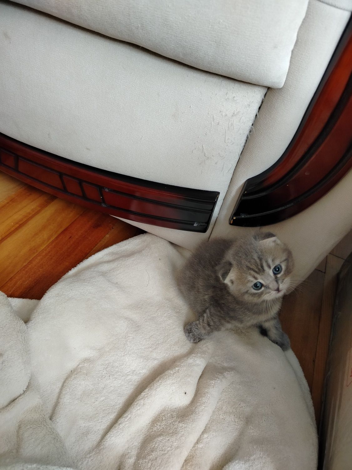 Шотландские котята