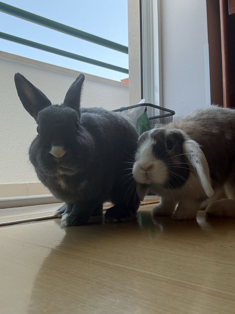 Casal de coelhos