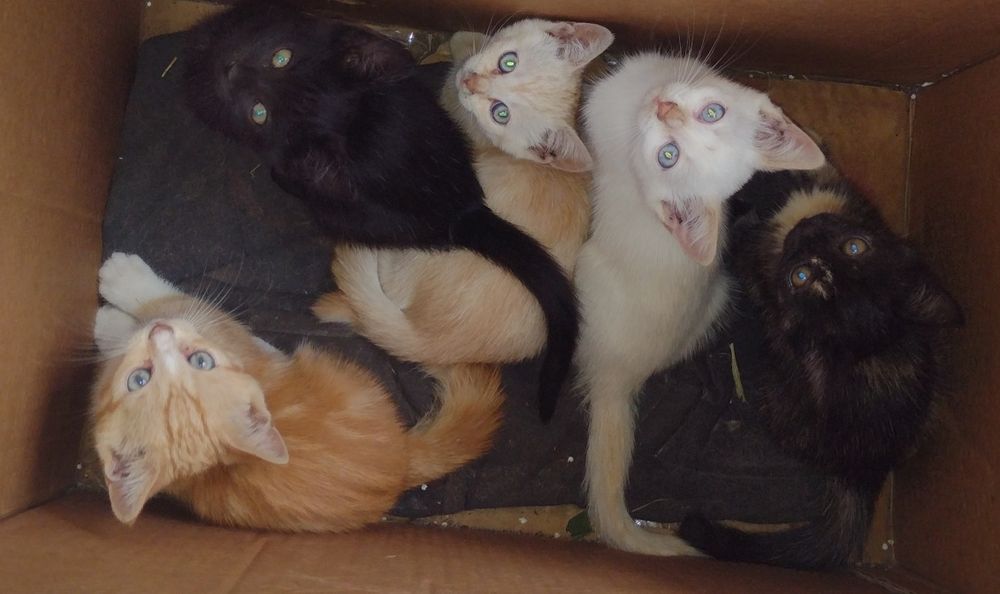 Вібруючі пухнастики