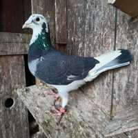 gołąb pocztowy gołębie pocztowe samiec