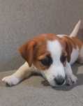 Jack Russell Terrier- ZKwP FCI