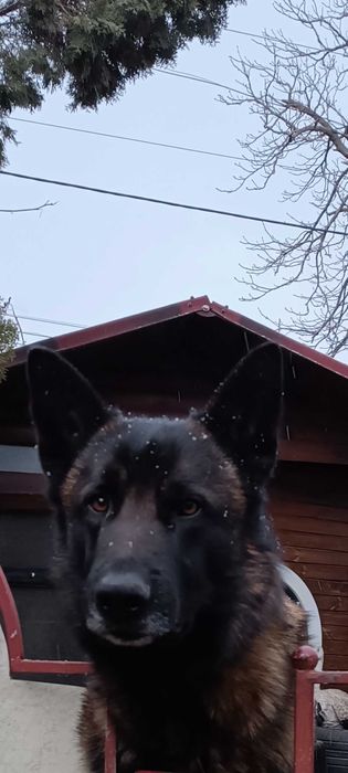 Кобель німецької вівчарки для нареченої, для в'язки