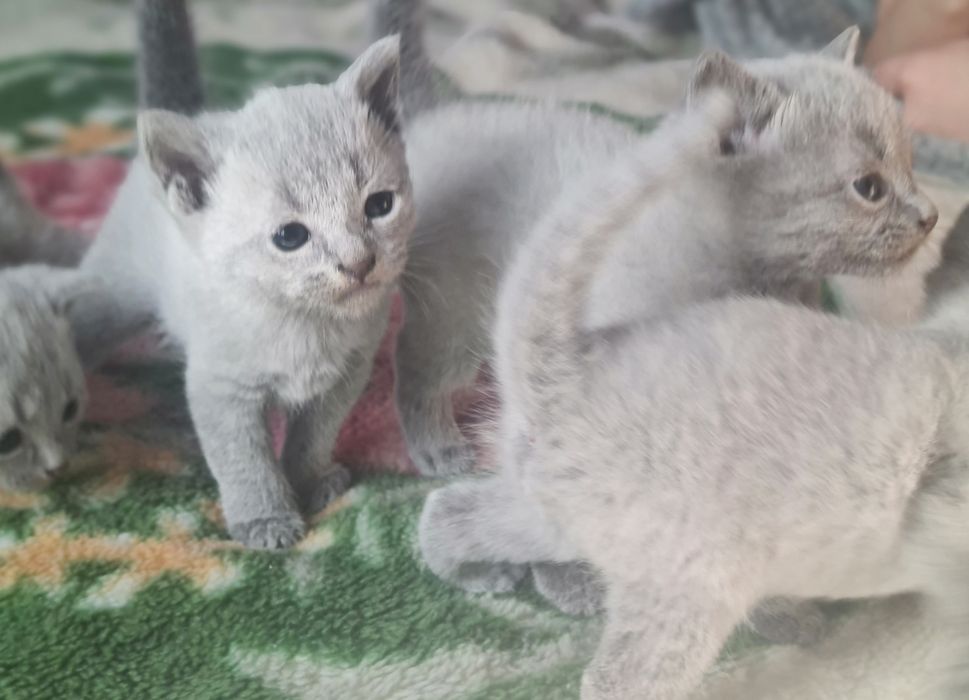 Kocurek rosyjski niebieski