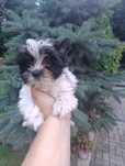 Yorkshire terrier GIZA  Black end white suczka