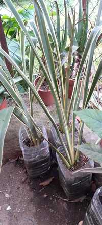 Dianella Tasmanica Plantas Tropicais