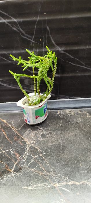 Антуріум, сукуленти, кактуси, драцена, алоє Флораріум Луцьк