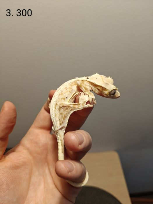 Gekon orzęsiony Podrostki