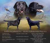 Suka Labrador czarna .FCI