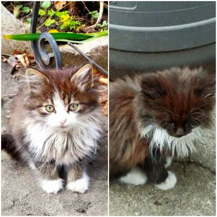 Пушистые котята девочки срочно ищут дома! Котята в хорошие руки!