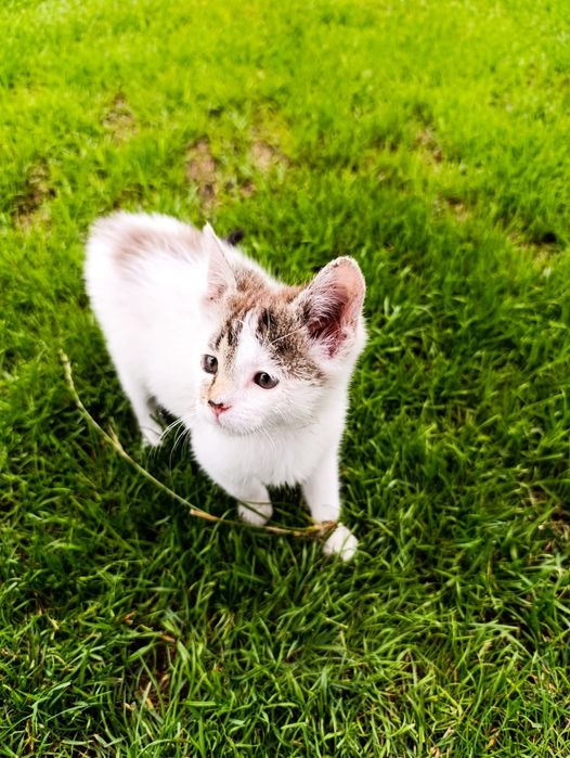 Oddam kotki w dobre ręce.