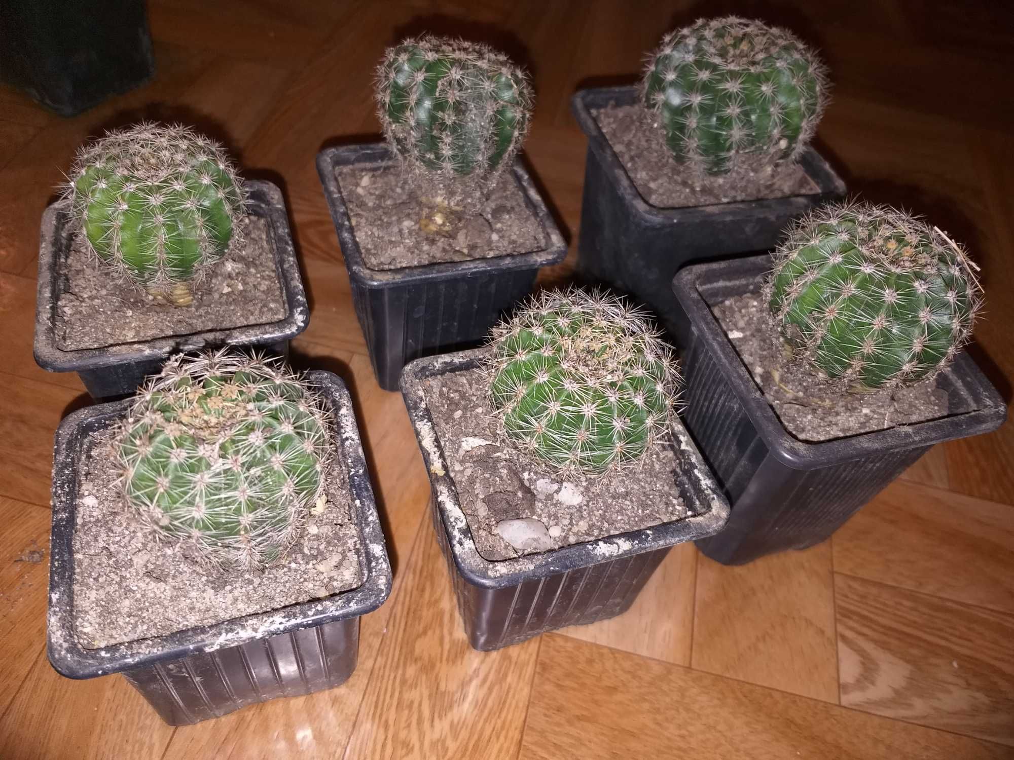 Kaktus (sadzonki)