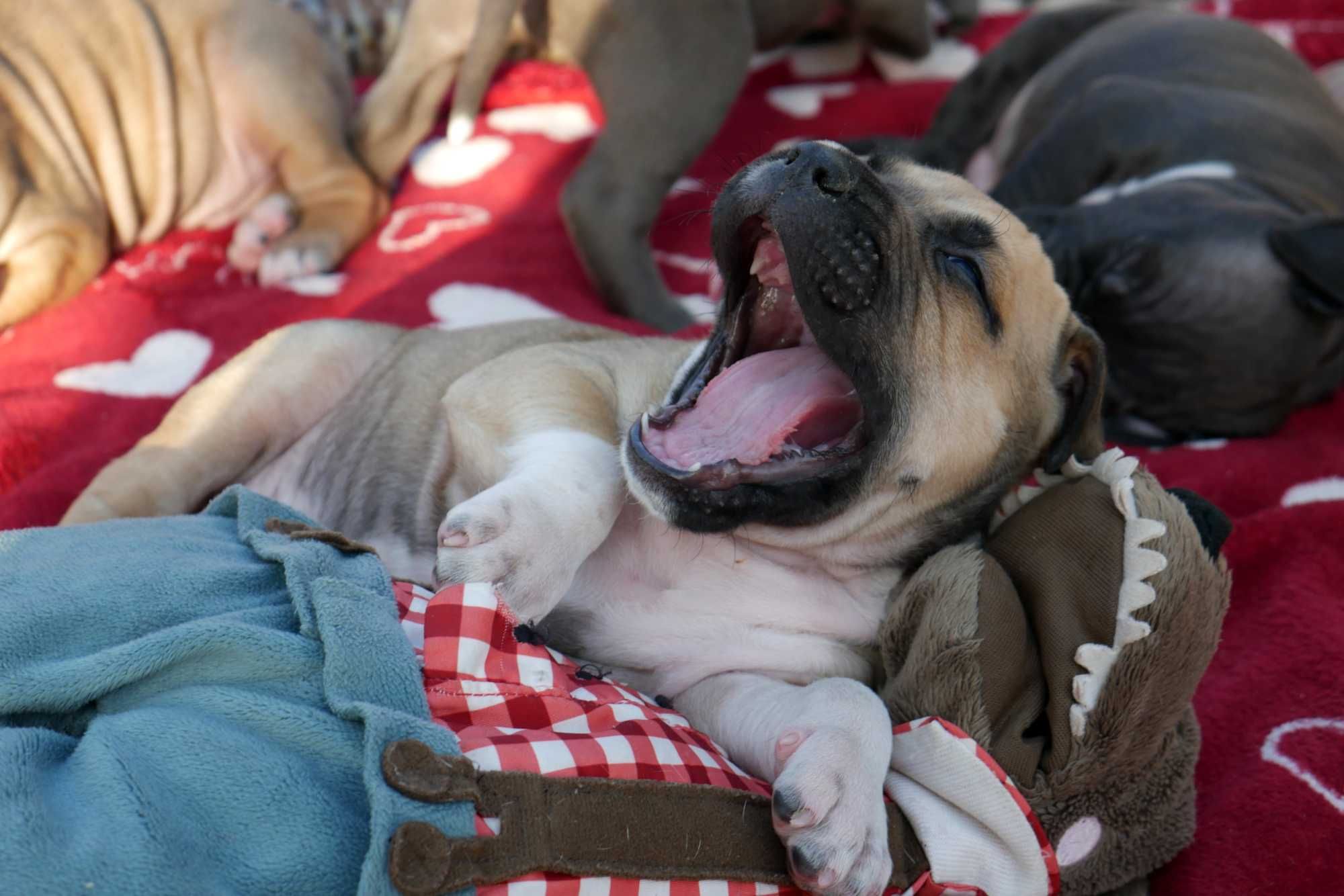 American Staffordshire Terrier ZKwP , Amstaff FCI - SUCZKA 2