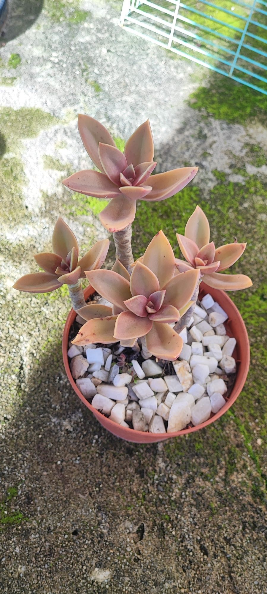 Planta suculenta