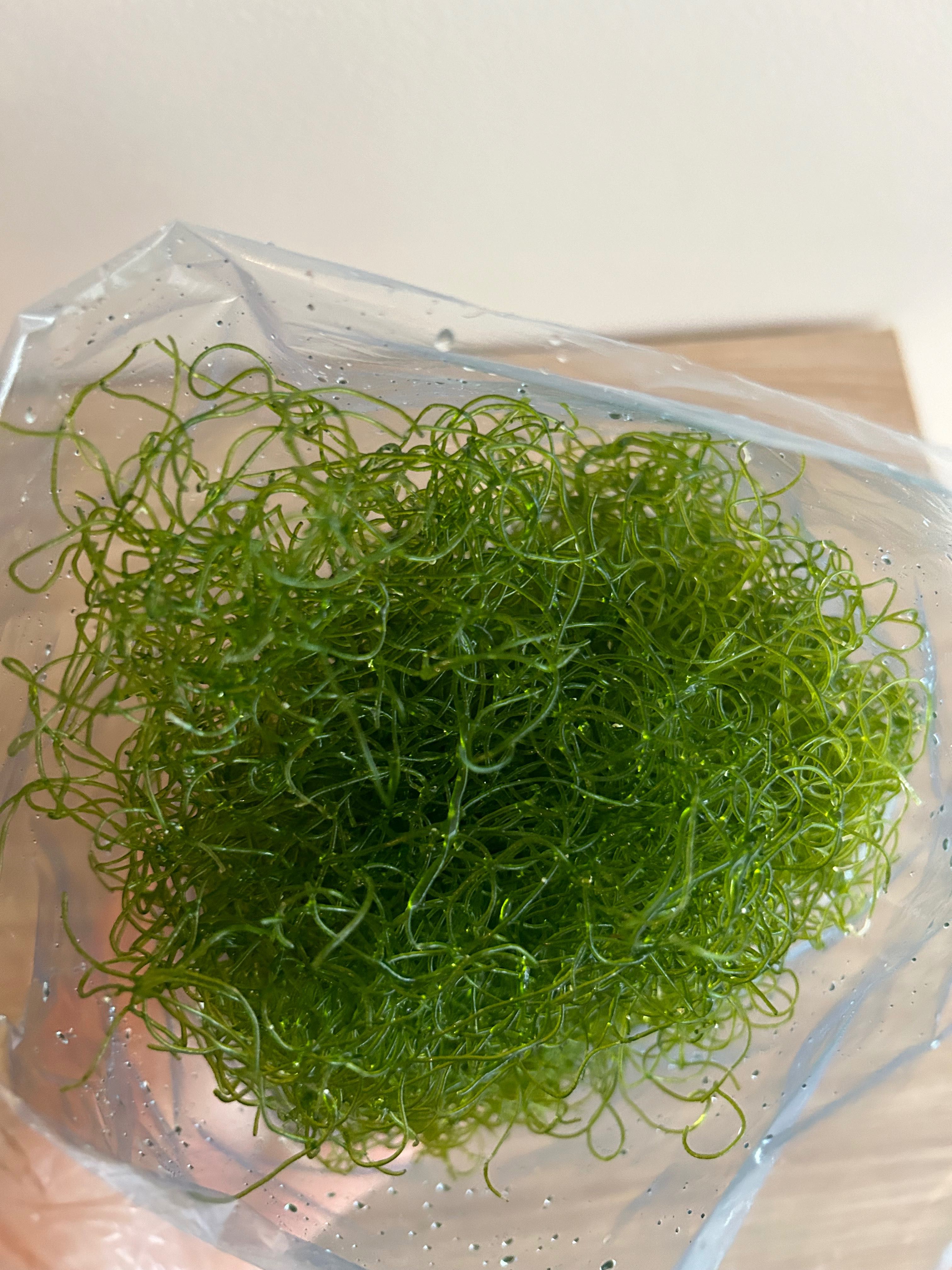 Glony Chaetomorpha do refugium