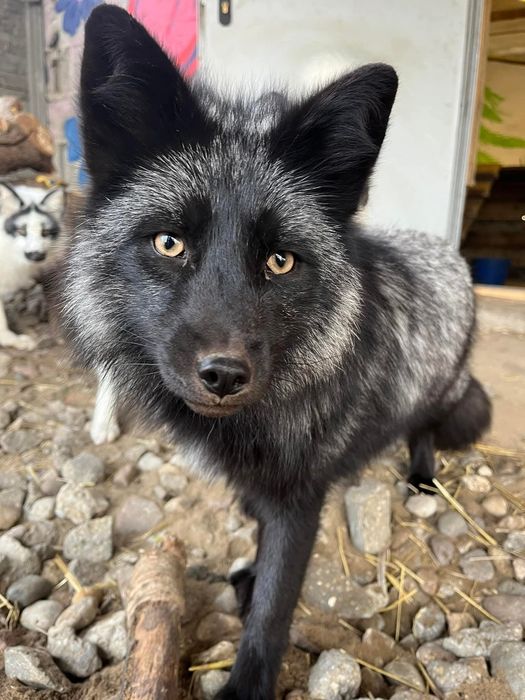 Lisy Lisek lis liski