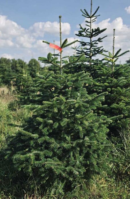 jodła kaukaska goły korzeń 1.00-1.50 swierki choinki