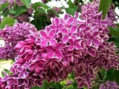 Саджанці привитого бузку (Роздріб, Опт, Дроп)/Саженцы привитой сирени.