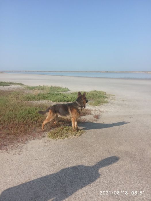 Кабель на случку