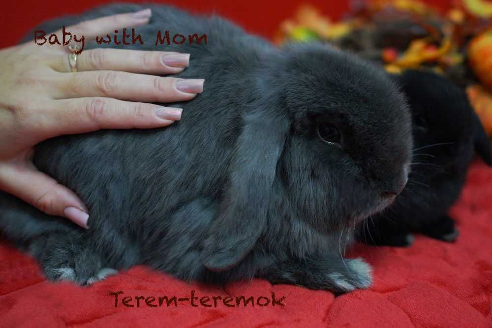 Карликове кроленя NHD у рідкісному забарвленні!