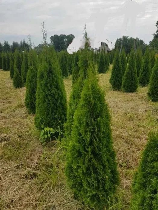 Tuja tuje szmaragd 140-150cm sadzimy dowozimy trawniki