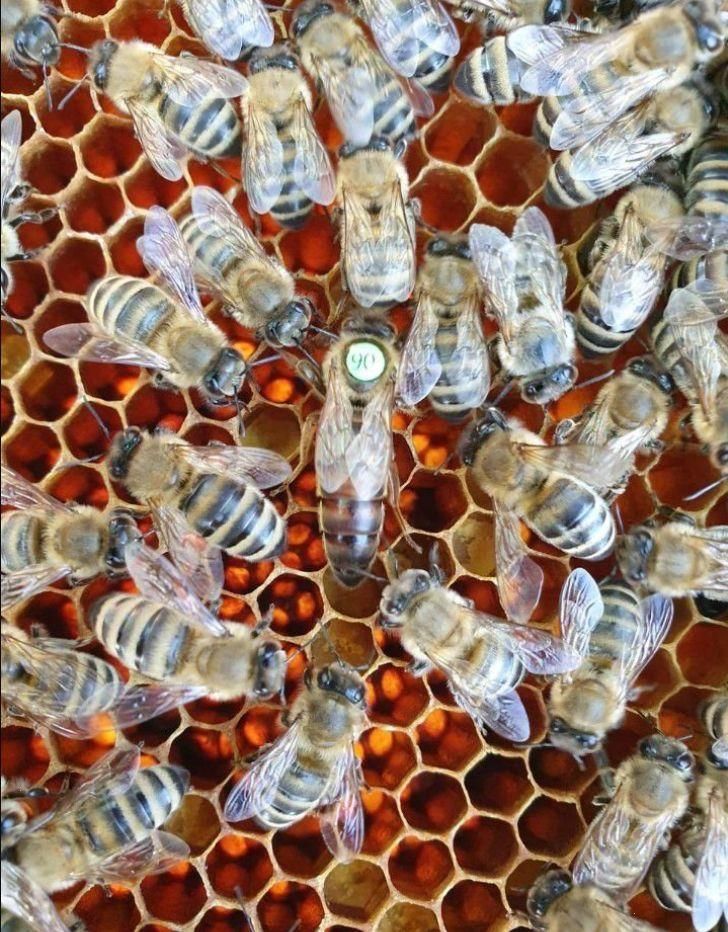 Плідні бджоломатки Карніка F—1 от Harald Strommer (Австрія) пчеломатка