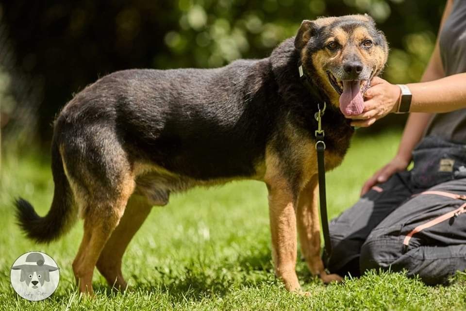 Klusek szuka domu na ostatnie lata życia