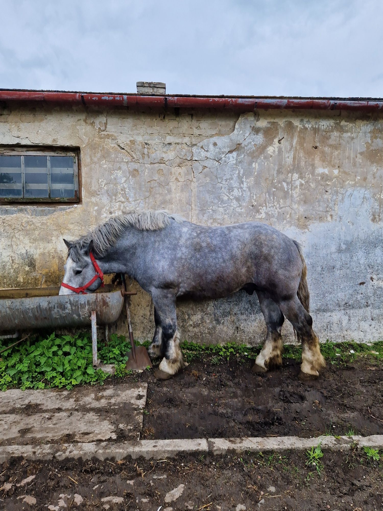 Sprzedam ogiera  maści siwej