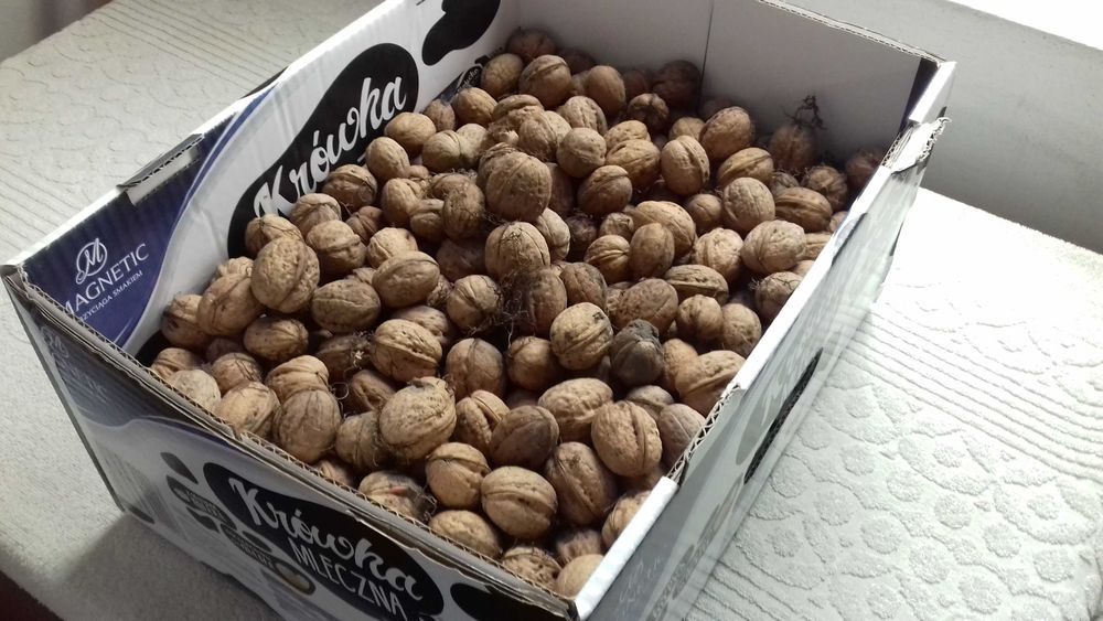 Orzechy włoskie świeże (5 kg), do sprzedania