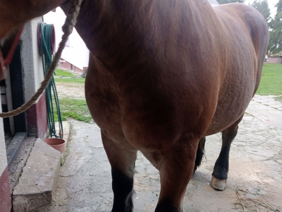 Klacz Zimnokrwista Źrebna