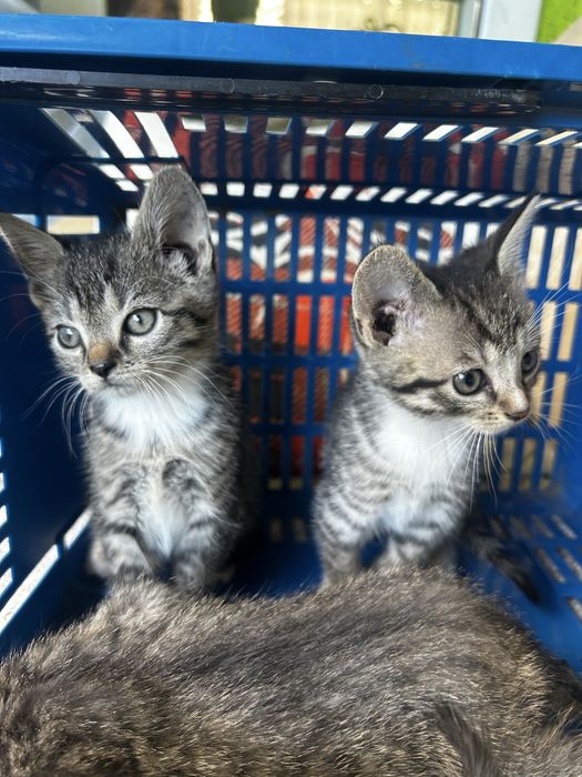 Male kotki do adopcji